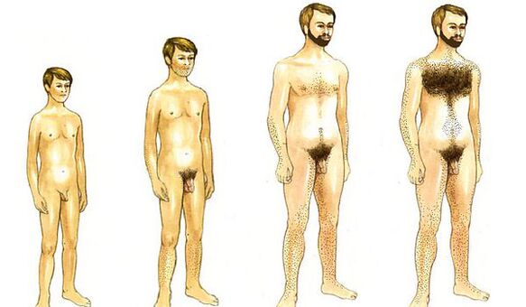 growing up of a man and the size of the penis