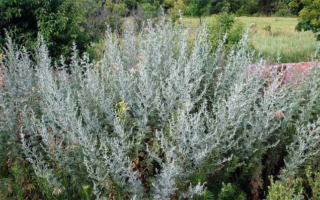 Decoction of wormwood helps to enlarge the penis